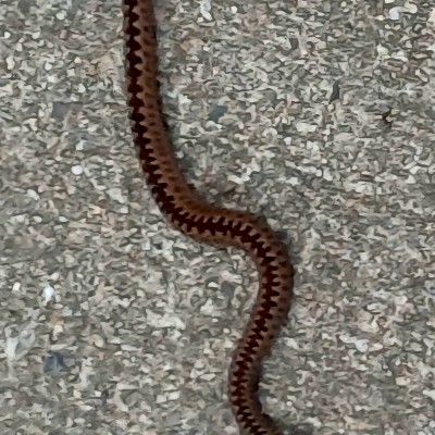 Jonge adder op het fietspad
