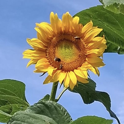 Zon(nebloem) in eigen tuin.