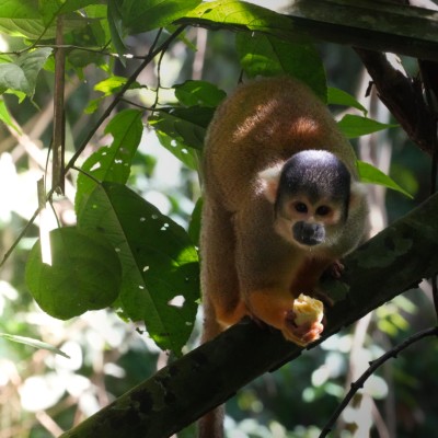 Squirrel monkey van de Amazone