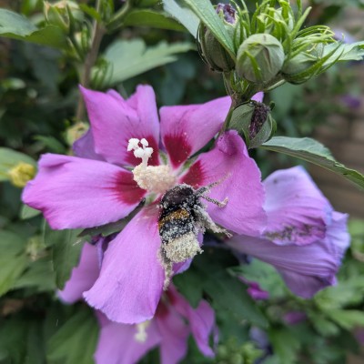 Hommeles in de tuin