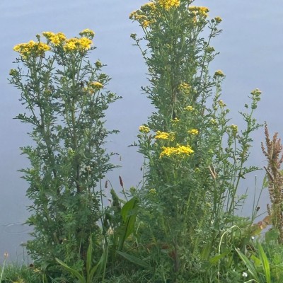 Ochtendgloren