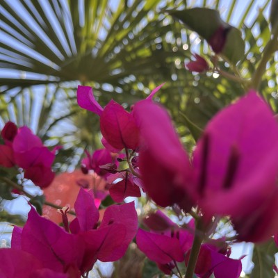 Zomervakantie in eigen tuin!