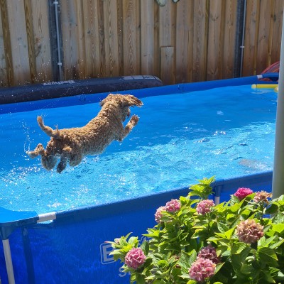 Jumping in de zwembad