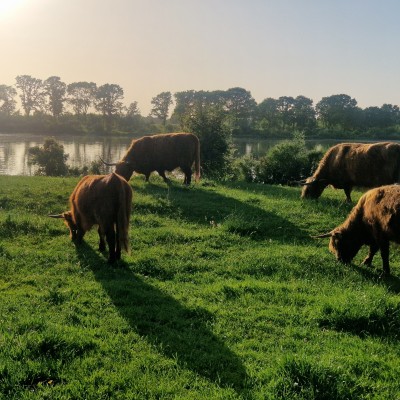 Schotse Hooglanders in ondergaande zon