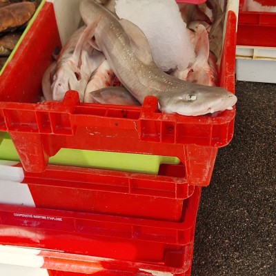 Chien de mer
