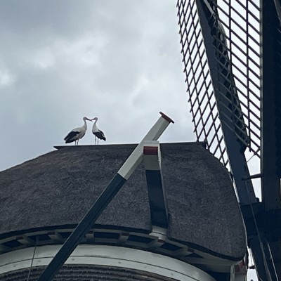 Als daar geen kleine kindjes van komen…