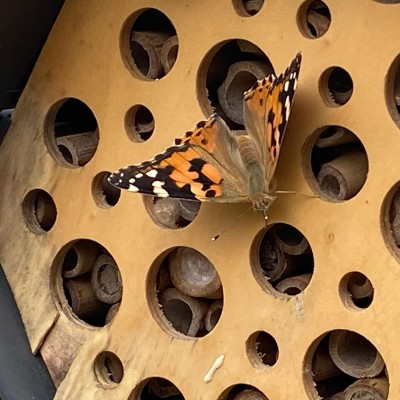Zomer in de achtertuin