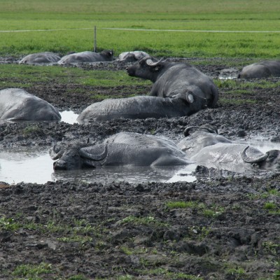 Buffels zoeken verkoeling.