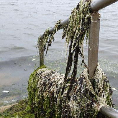 Een met wiet beklede trap in de Oosterschelde