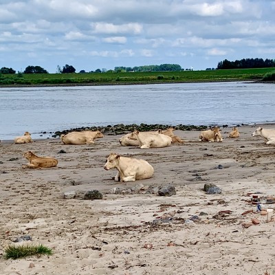 Luierende koeien op het strand