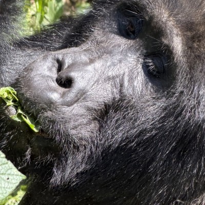 Zilverrug gorilla Oeganda