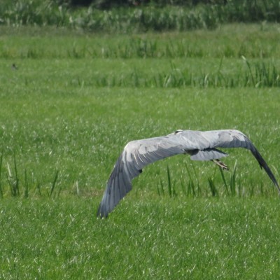 Reiger in en op de vlucht