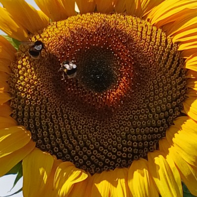 Een gezellig onderonsje op de zonnenbloem