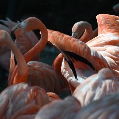 Flamingo's