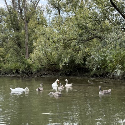 Familie uitje in de Biesbosch