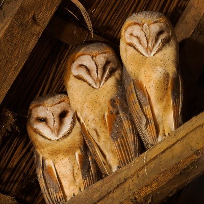 Eén wakend oog, twee die een uiltje knappen