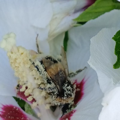 In de tuin