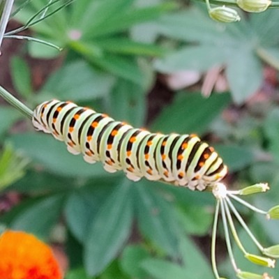 Rups van Koninginnepage