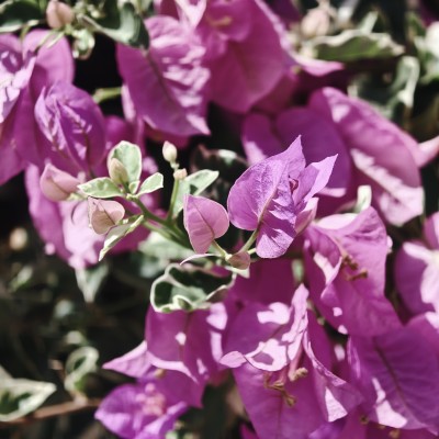 Bougenville at my mother garden