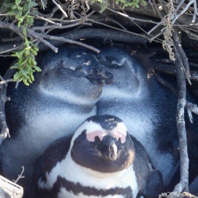 De oppas penquin