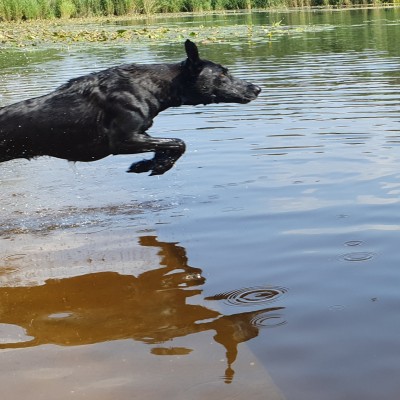 Jumpen in het water