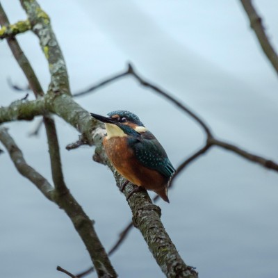 Mooie ijsvogel bij Goud asfalt