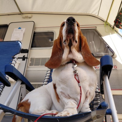 BASSET HOUND FREDDIE OP VAKANTIE