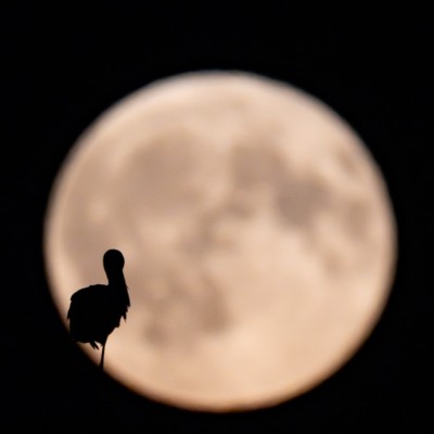 Ooievaar bij volle maan