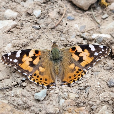 Vlinder uitrustend in de Pyreneeën.
