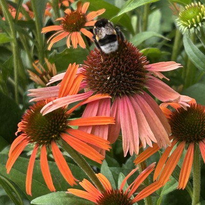 Bloemetjes en een bijtje