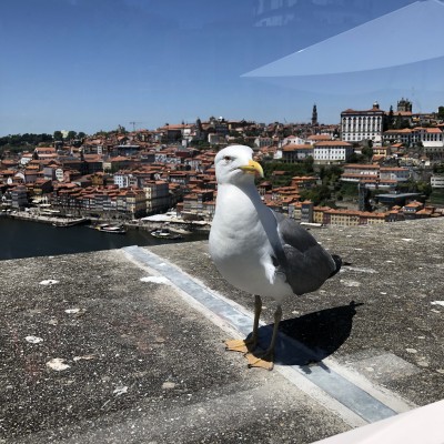 Nieuwsgierig naar een vakantieganger in Porto.