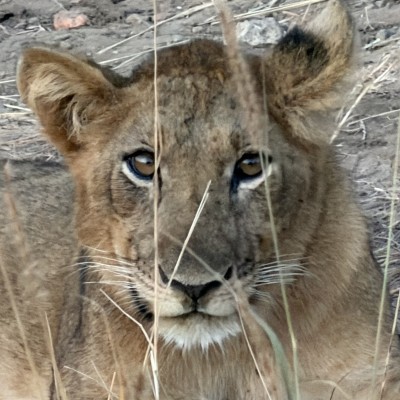 Welp in Murchison National Park Oeganda