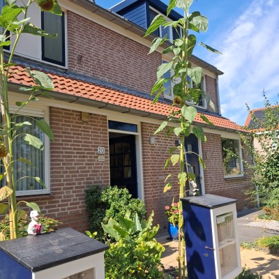 Zonnebloem 3,66 meter