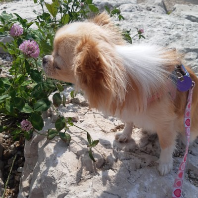 Daisy op onderzoek uit