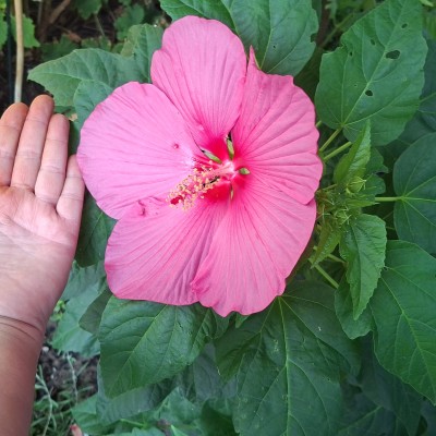 Hibiscus