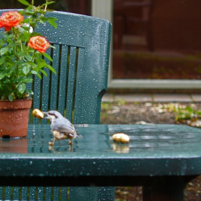 regen in de zomer