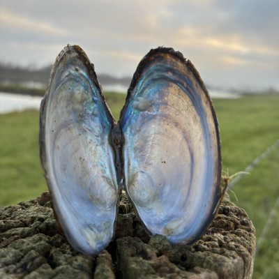 Stilleven mossel