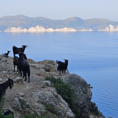 De geiten genieten van het uitzicht op de kliffen van Kefalonia.