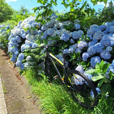 Azoren, eilanden van overal blauwe hortensia's