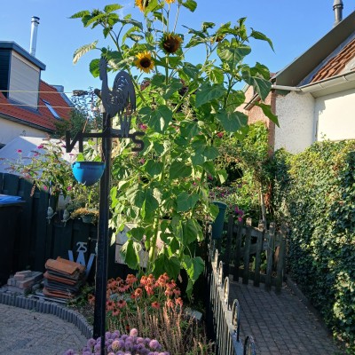 Zonnen bloem (en)