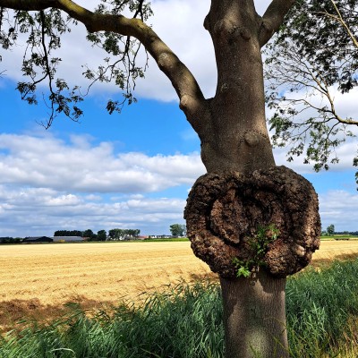 Knoestige boom