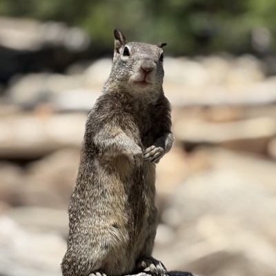 Say “nuts”!