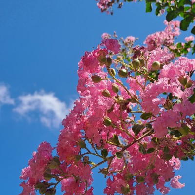 Bloemenpracht