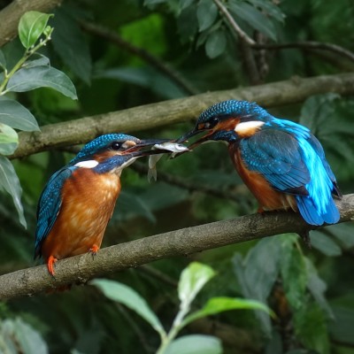 Visoverdracht koppel ijsvogels
