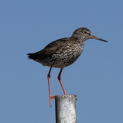 Prachtige fauna op Ameland