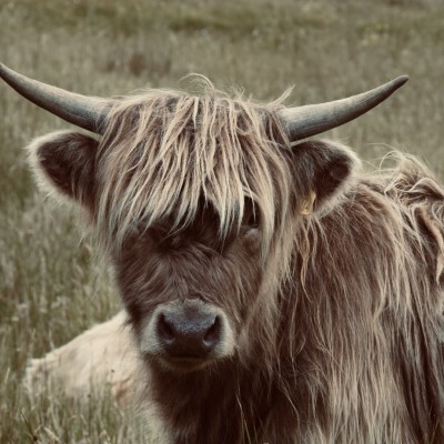 Een echte Schotse knapperd