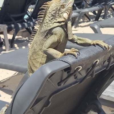 Strandwacht op Bonaire