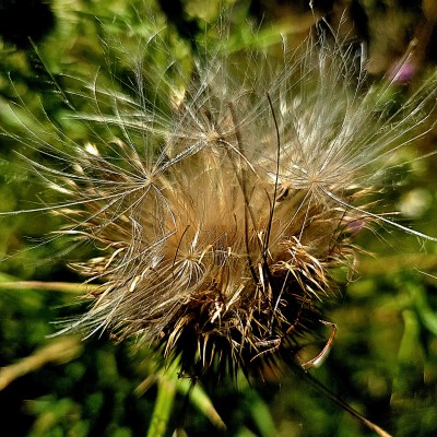 Distel wacht op wind