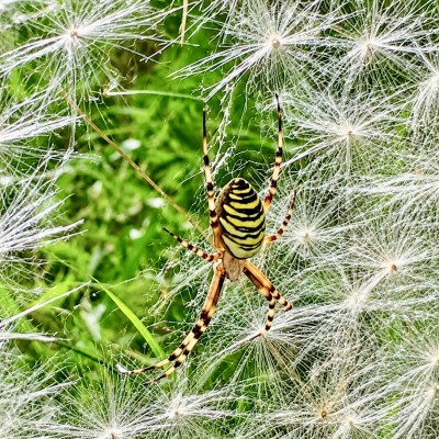 Mooie wespenspin