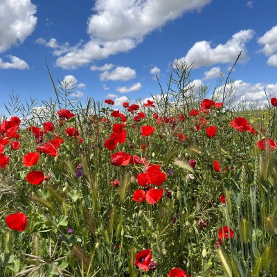 Dansend in de zomerwind